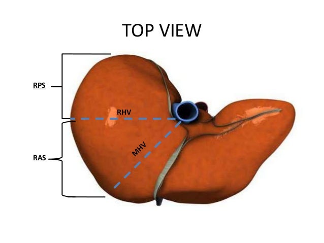 Surgical anatomy of liver