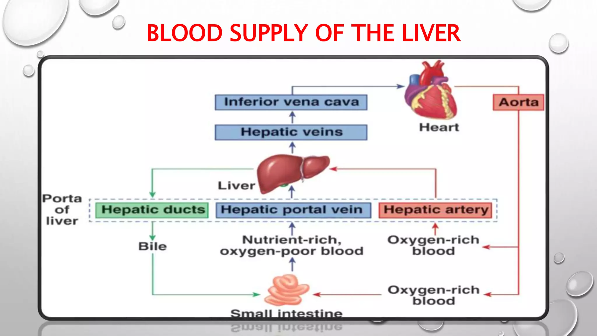 Surgical anatomy of liver | PPTX