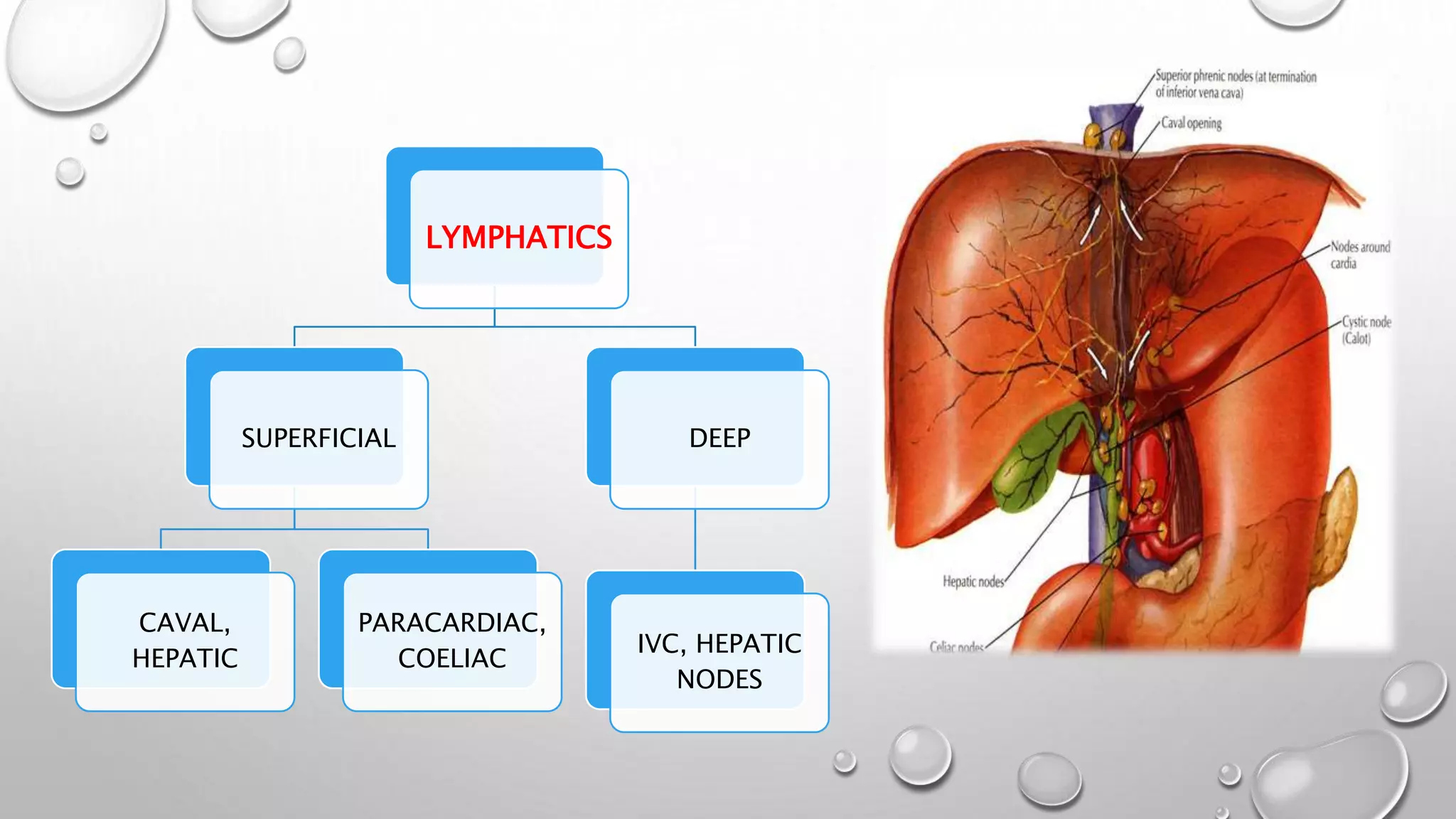 Surgical anatomy of liver | PPTX