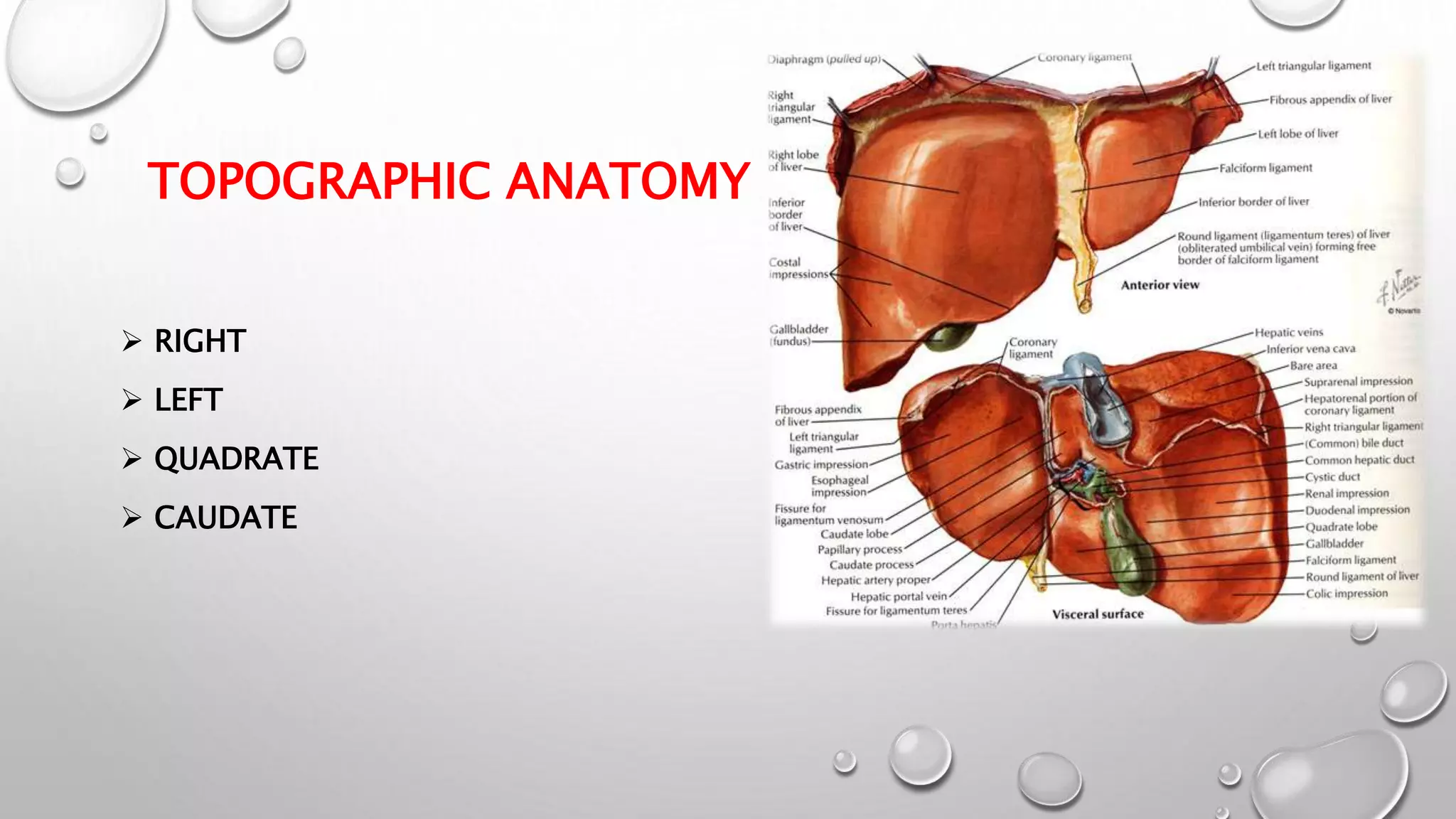 Surgical anatomy of liver | PPTX