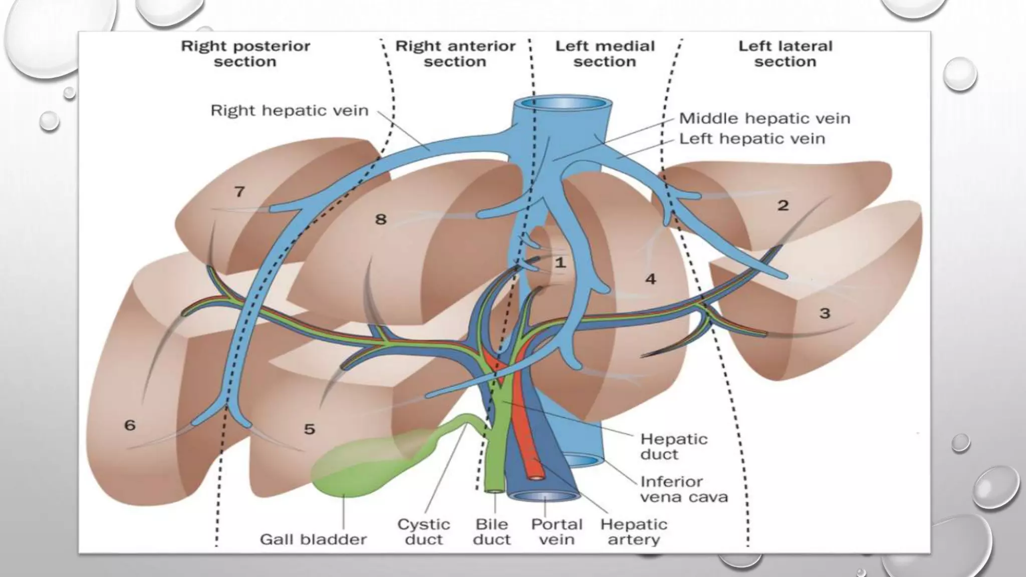 Surgical anatomy of liver | PPTX