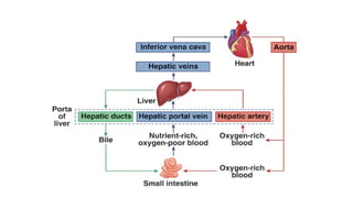 Surgical Anatomy of Liver in detail for undergraduate | PPTX