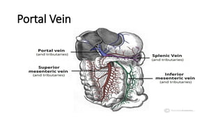 Surgical Anatomy of Liver in detail for undergraduate | PPTX