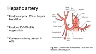Surgical Anatomy of Liver in detail for undergraduate | PPTX