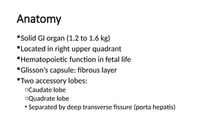 Surgical Anatomy of Liver in detail for undergraduate | PPTX