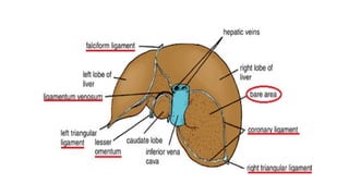 Surgical Anatomy of Liver in detail for undergraduate | PPTX