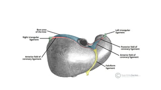 Surgical Anatomy of Liver in detail for undergraduate | PPTX