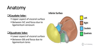 Surgical Anatomy Of Liver