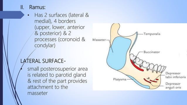 Rounded Ramus Surgical anatomy of mandible | PPTX | Death, Injury, or Military ...