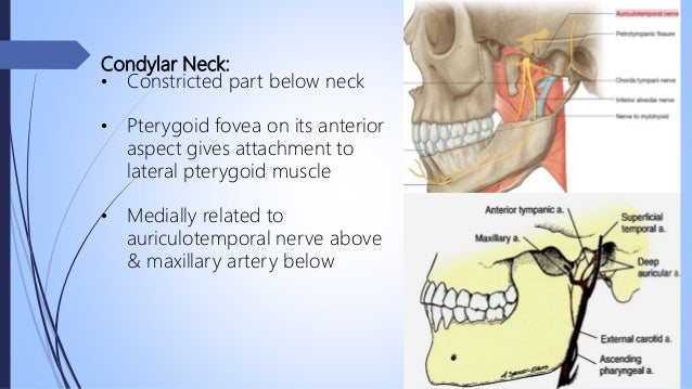 Surgical anatomy of mandible