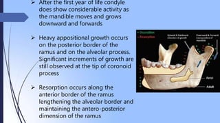 surgicalanatomyofmandible-190510072105 (1).pptx