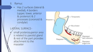 Rounded Ramus surgicalanatomyofmandible-190510072105 (1).pptx