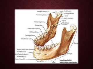 Mandule SURGICAL ANATOMY OF MANDIBLE.pptx