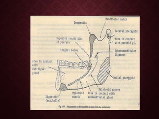Mandule SURGICAL ANATOMY OF MANDIBLE.pptx