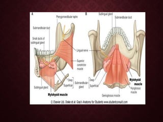 Mandule SURGICAL ANATOMY OF MANDIBLE.pptx