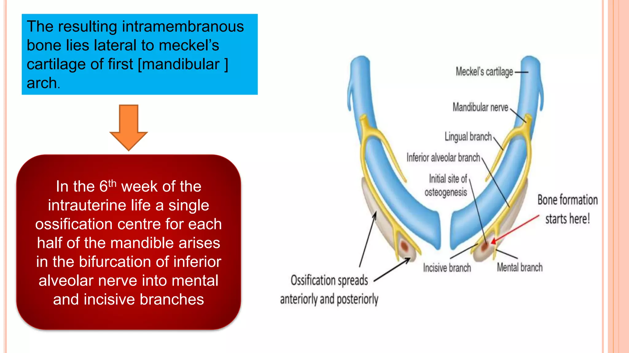 The resulting intramembranous
bone lies lateral to meckel’s
cartilage of first [mandibular ]
arch.
In the 6th week of the
intrauterine life a single
ossification centre for each
half of the mandible arises
in the bifurcation of inferior
alveolar nerve into mental
and incisive branches
 