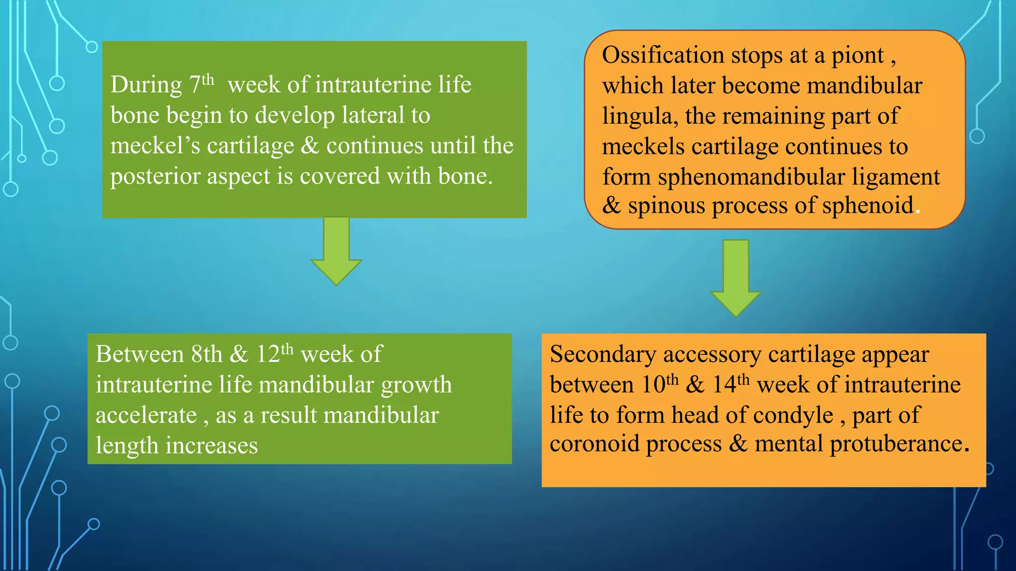 During 7th week of intrauterine life
bone begin to develop lateral to
meckel’s cartilage & continues until the
posterior aspect is covered with bone.
Between 8th & 12th week of
intrauterine life mandibular growth
accelerate , as a result mandibular
length increases
Ossification stops at a piont ,
which later become mandibular
lingula, the remaining part of
meckels cartilage continues to
form sphenomandibular ligament
& spinous process of sphenoid.
Secondary accessory cartilage appear
between 10th & 14th week of intrauterine
life to form head of condyle , part of
coronoid process & mental protuberance.
 