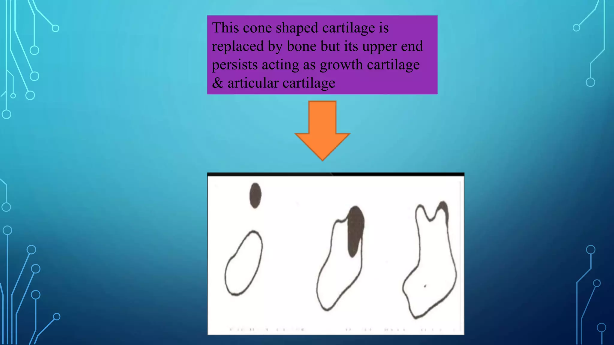 This cone shaped cartilage is
replaced by bone but its upper end
persists acting as growth cartilage
& articular cartilage
 
