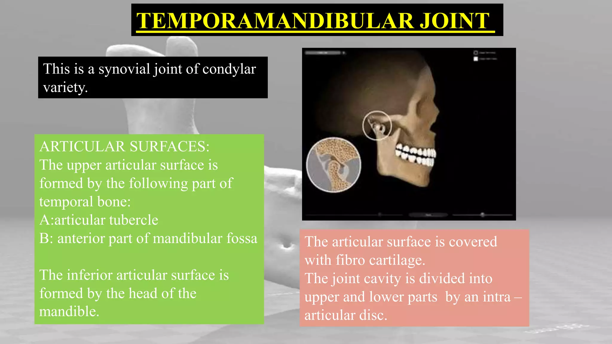 TEMPORAMANDIBULAR JOINT
This is a synovial joint of condylar
variety.
ARTICULAR SURFACES:
The upper articular surface is
formed by the following part of
temporal bone:
A:articular tubercle
B: anterior part of mandibular fossa
The inferior articular surface is
formed by the head of the
mandible.
The articular surface is covered
with fibro cartilage.
The joint cavity is divided into
upper and lower parts by an intra –
articular disc.
 