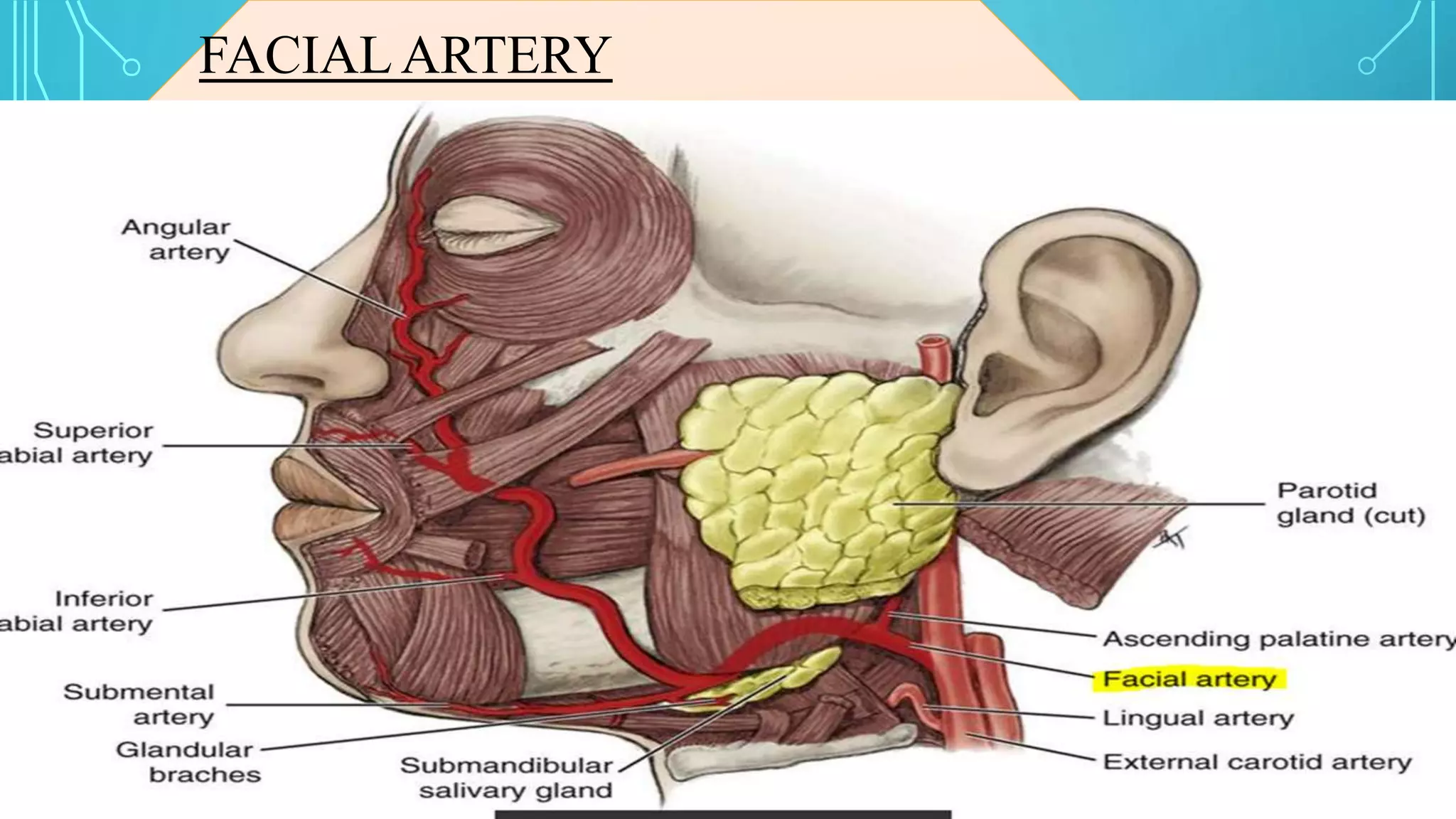 FACIAL ARTERY
The facial artery arises from the anterior surface of the
external carotid artery slightly above the origin of the
lingual artery
and has a tortuous route along the nasolabial fold
towards the medial canthus of the eye. It moves beneath
the digastric and stylohyoid muscles and it will pass
through the submandibular gland.
The artery will then curve over the body of the mandible
(deep to platysma), as the anteroinferior angle of the
masseter, will ascend forwards and upwards across the
cheek, to the angle of the mouth and along the side of
the nose. It terminates near the medial aspect of the eye.
In the region of the head, the facial artery runs roughly
parallel to the facial vein, although not adjacent to it.
 