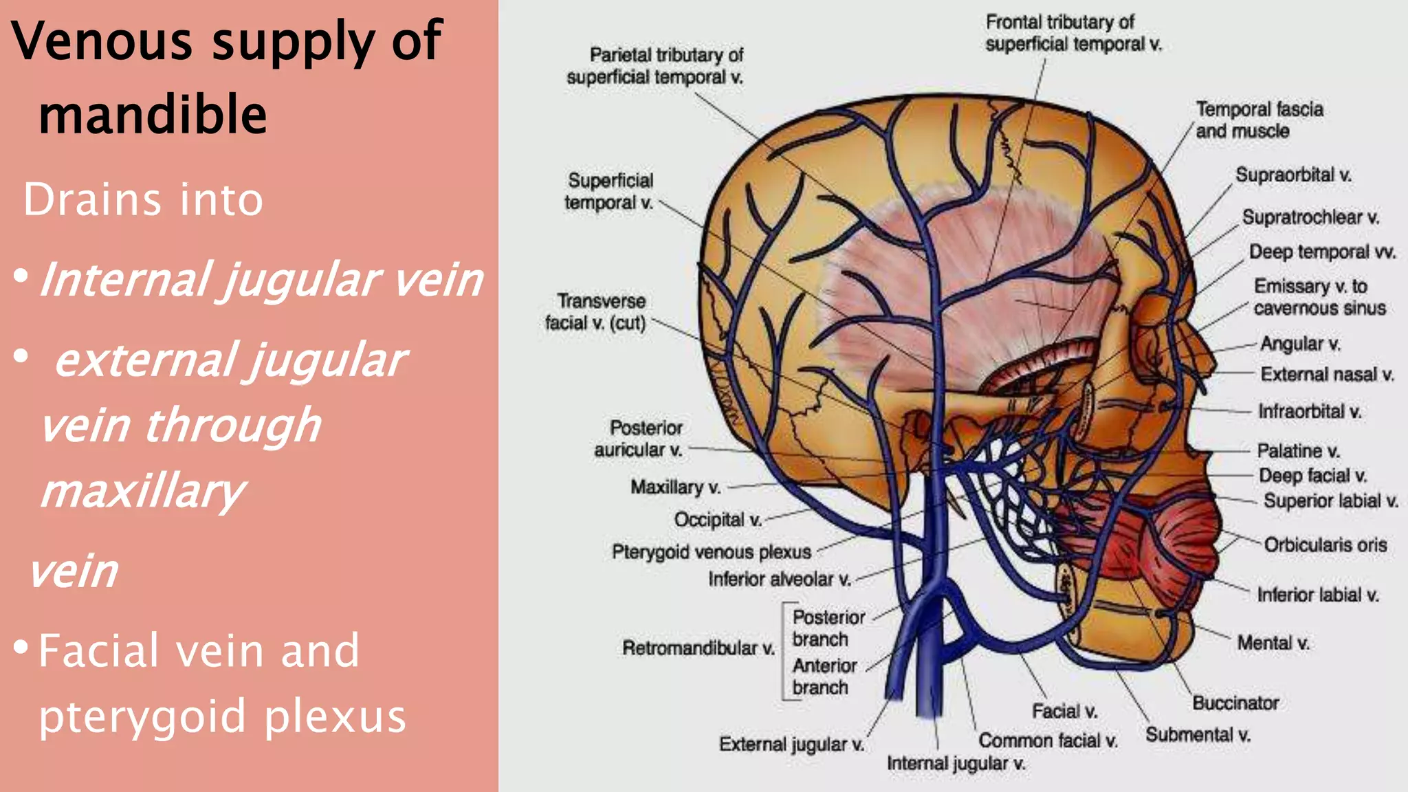 Venous supply of
mandible
Drains into
•Internal jugular vein
• external jugular
vein through
maxillary
vein
•Facial vein and
pterygoid plexus
 