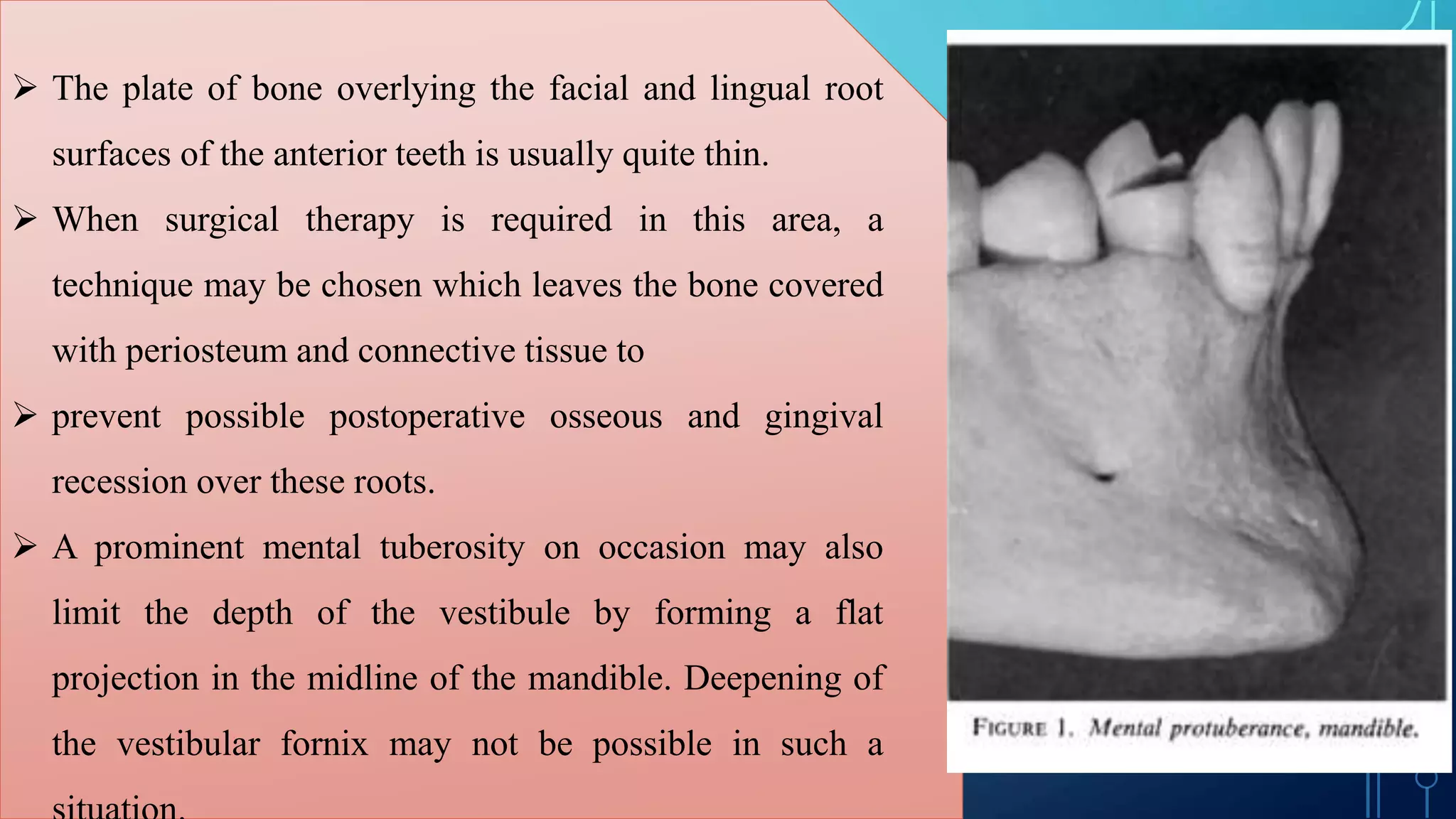  The plate of bone overlying the facial and lingual root
surfaces of the anterior teeth is usually quite thin.
 When surgical therapy is required in this area, a
technique may be chosen which leaves the bone covered
with periosteum and connective tissue to
 prevent possible postoperative osseous and gingival
recession over these roots.
 A prominent mental tuberosity on occasion may also
limit the depth of the vestibule by forming a flat
projection in the midline of the mandible. Deepening of
the vestibular fornix may not be possible in such a
 