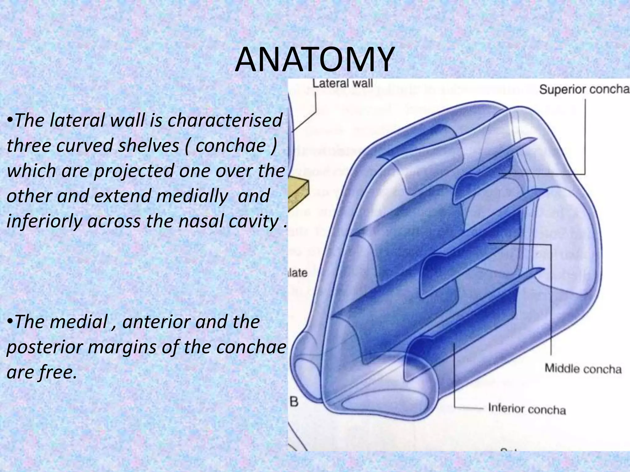 Surgical anatomy of Maxillary Sinus , Lateral wall of nose and Soft ...