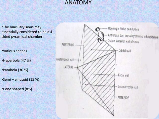 Surgical anatomy of Maxillary Sinus , Lateral wall of nose and Soft ...
