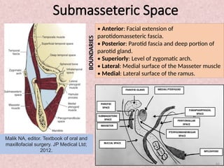 Submasseter Space SURGICAL ANATOMY OF MAXILLOFACIAL SPACES | PPTX