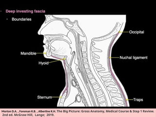 Maxfax SURGICAL ANATOMY OF MAXILLOFACIAL SPACES | PPTX