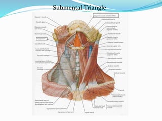 Submentral Surgical anatomy of neck | PPTX