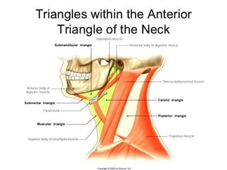 Actions of Suprahyoid and Infrahyoid Muscles
 