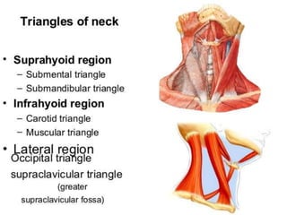 Cervical levels according to Robbins
 