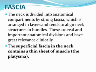 Deep Cervical Fascia
 