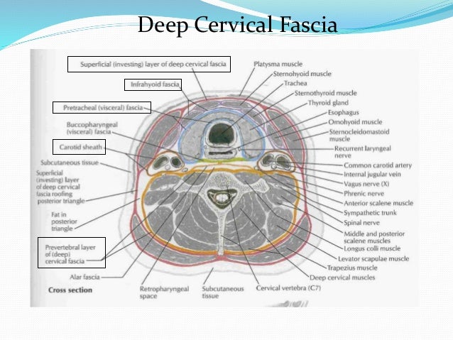 Contoh Erd Mysql - ID Jobs DB