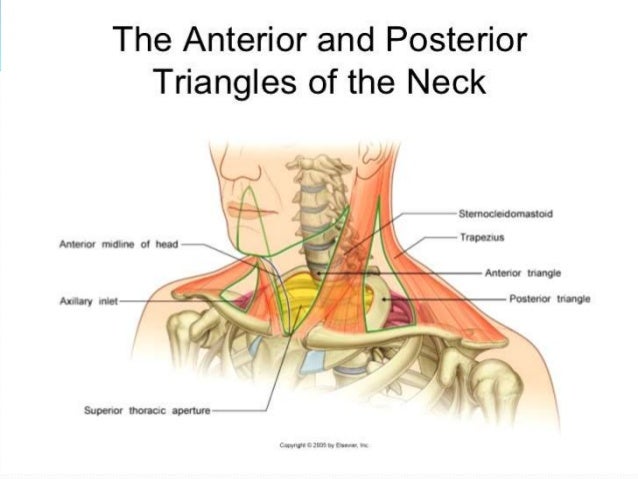 lingual artery