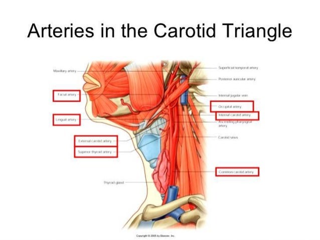 Dissected Neck Neck Dissection Anatomy Neck Dissection