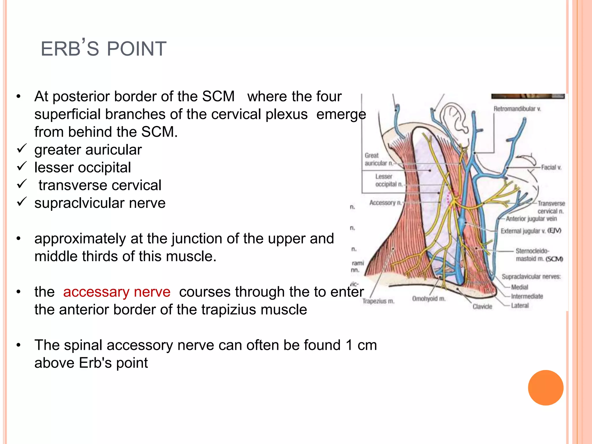Surgical anatomy of neck and types of neck dissection | PPTX