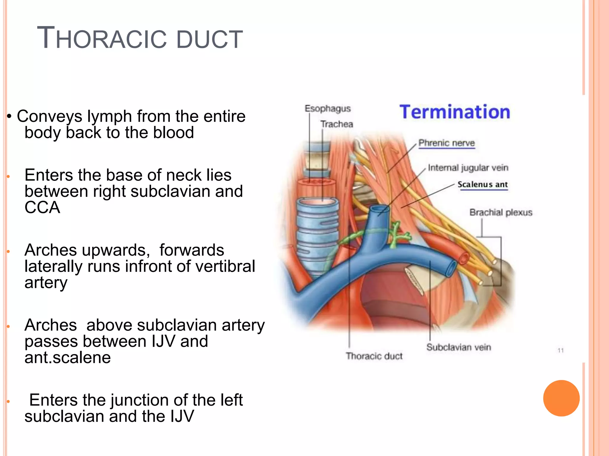 Surgical anatomy of neck and types of neck dissection | PPTX