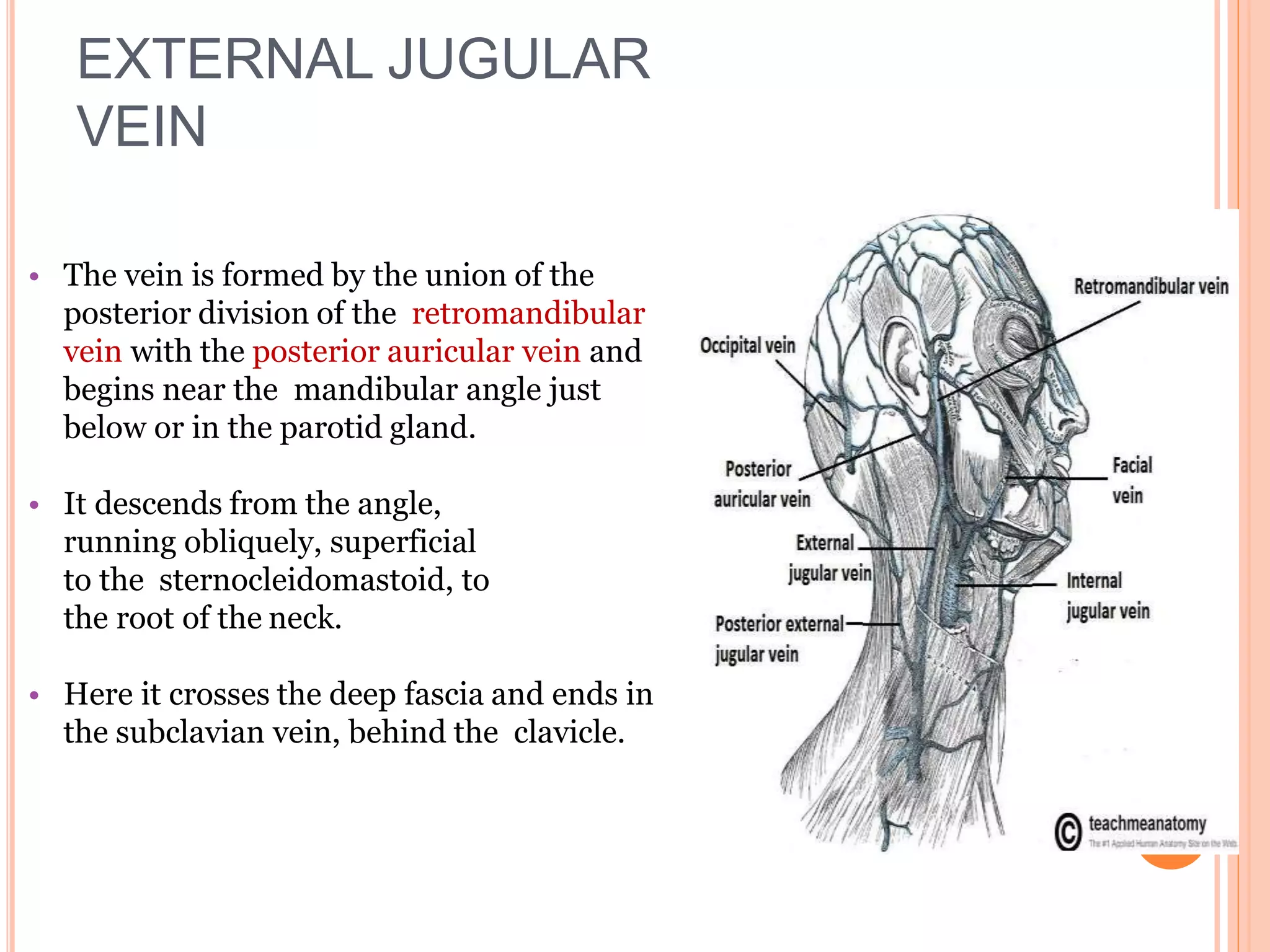 Surgical anatomy of neck and types of neck dissection | PPTX