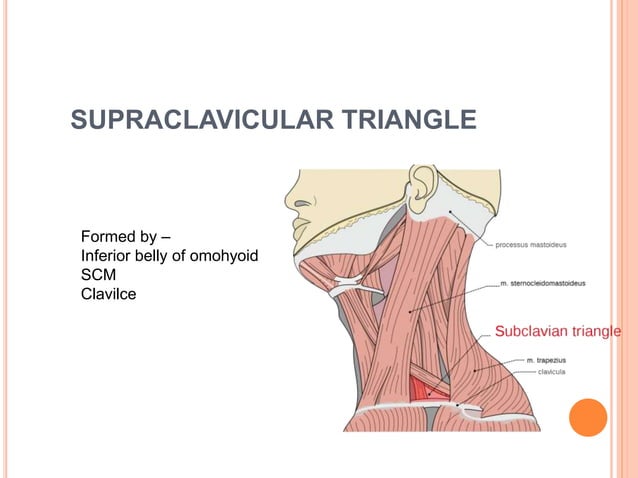 Surgical anatomy of neck and types of neck dissection | PPTX