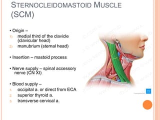 STERNOCLEIDOMASTOID MUSCLE
(SCM)
• Origin –
1) medial third of the clavicle
(clavicular head)
2) manubrium (sternal head)
...