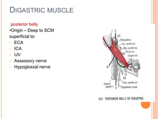 DIGASTRIC MUSCLE
posterior belly
•Origin – Deep to SCM
superficial to:
• ECA
• ICA
• IJV
• Assessory nerve
• Hypoglossal n...