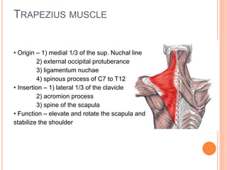 TRAPEZIUS MUSCLE
• Origin – 1) medial 1/3 of the sup. Nuchal line
2) external occipital protuberance
3) ligamentum nuchae
...
