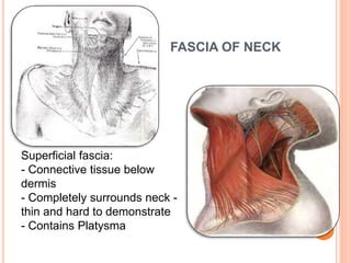FASCIA OF NECK
Superficial fascia:
- Connective tissue below
dermis
- Completely surrounds neck -
thin and hard to demonst...