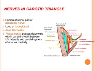 NERVES IN CAROTID TRIANGLE
 Portion of spinal part of
accessory nerve
 Loop of hypoglossal
 Ansa Cervicalis
 Vagus ner...