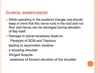 CLINICAL SIGNIFICANCES
 While operating in the posterior triangle one should
keep in mind that this nerve runs in the roo...