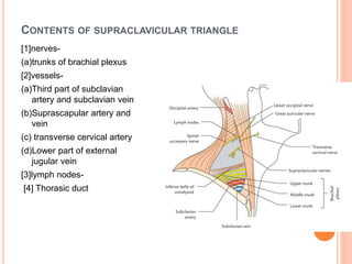 CONTENTS OF SUPRACLAVICULAR TRIANGLE
[1]nerves-
(a)trunks of brachial plexus
[2]vessels-
(a)Third part of subclavian
arter...
