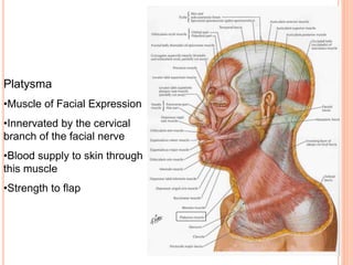 Platysma
•Muscle of Facial Expression
•Innervated by the cervical
branch of the facial nerve
•Blood supply to skin through...