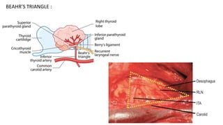 Surgical anatomy of neck | PPTX